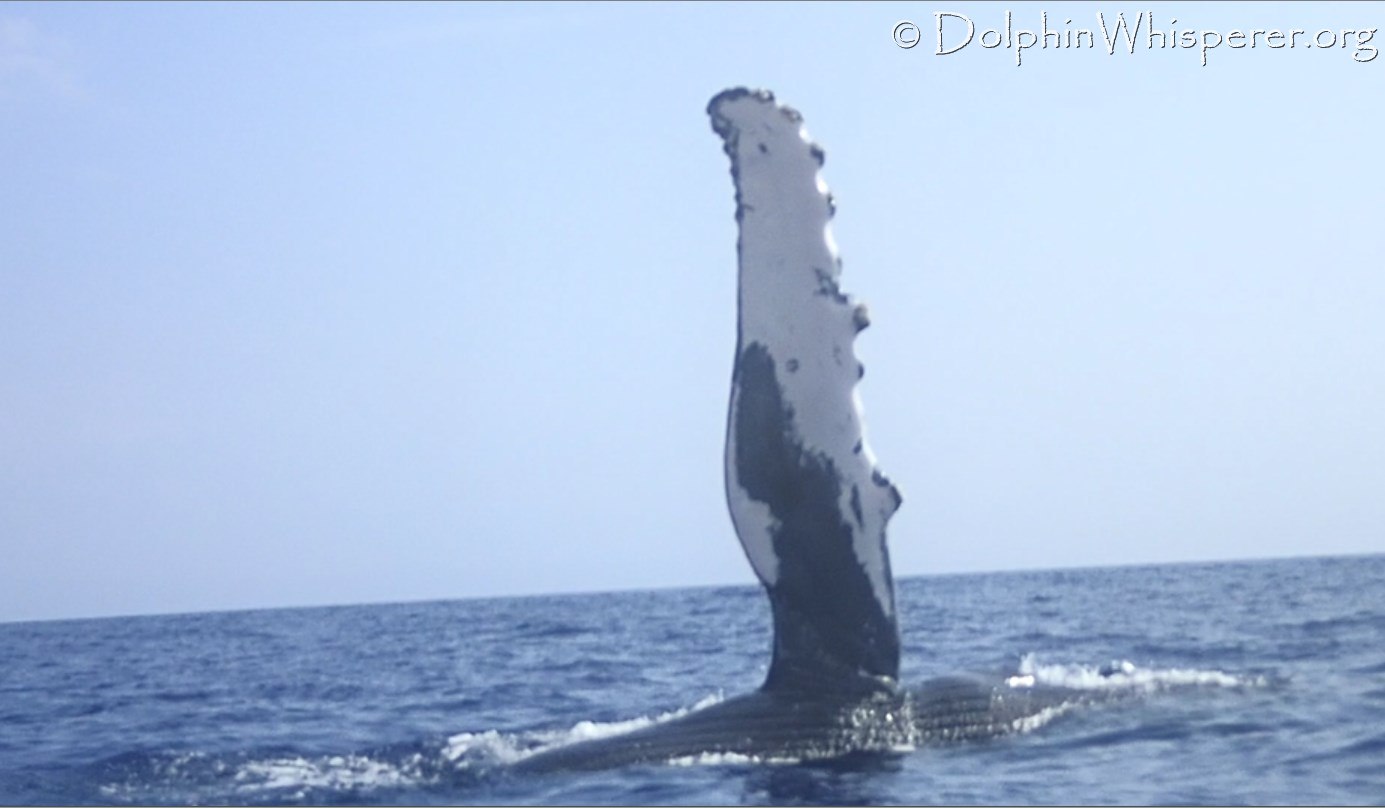 Slap-happy Humpback Whale